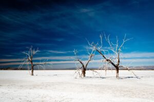 Bare trees on a dry, warming landscape represent the impact of climate change on snow days and shifting winter patterns.
