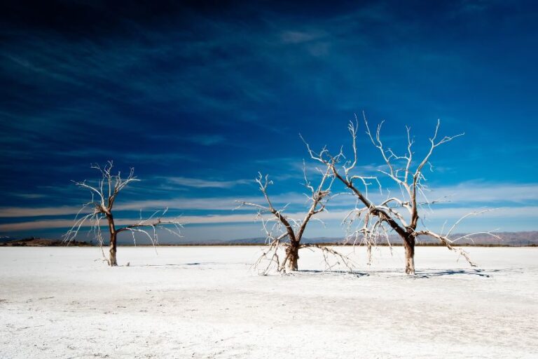 Bare trees on a dry, warming landscape represent the impact of climate change on snow days and shifting winter patterns.